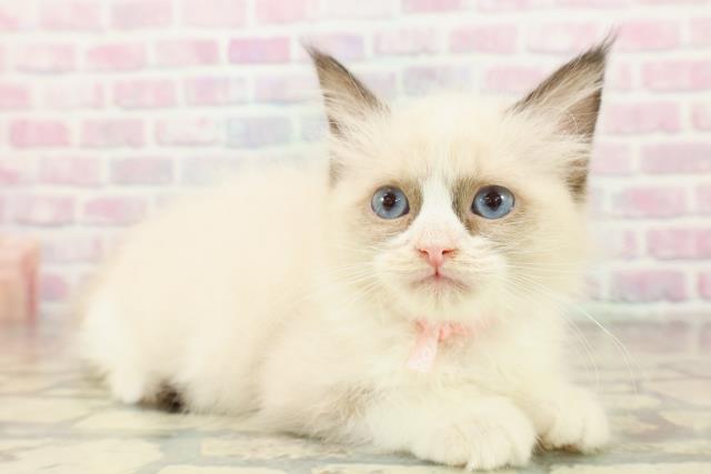 栃木県のラグドール (Coo&RIKU足利店/2025年11月9日生まれ/女の子/シールポイントバイカラー)の子猫の3枚目の画像