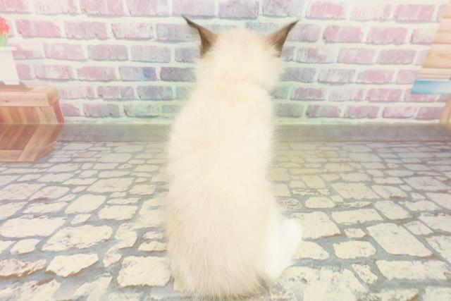 栃木県のラグドール (Coo&RIKU足利店/2025年11月9日生まれ/女の子/シールポイントバイカラー)の子猫の4枚目の画像