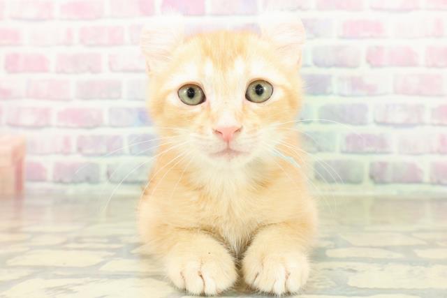 茨城県のアメリカンカール (Coo&RIKU日立店/2025年11月3日生まれ/男の子/レッドタビー)の子猫の1枚目の画像