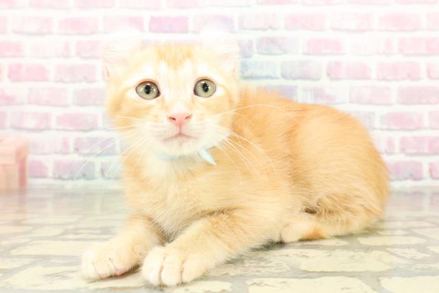 茨城県のアメリカンカール (Coo&RIKU日立店/2025年11月3日生まれ/男の子/レッドタビー)の子猫の2枚目の画像