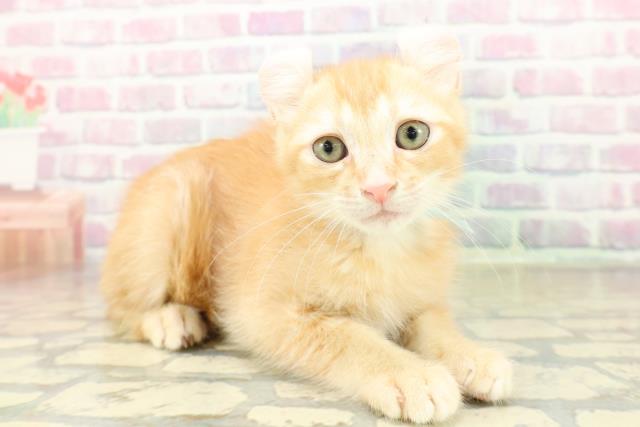 茨城県のアメリカンカール (Coo&RIKU日立店/2025年11月3日生まれ/男の子/レッドタビー)の子猫の3枚目の画像