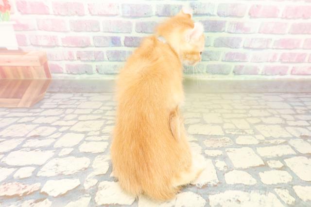 茨城県のアメリカンカール (Coo&RIKU日立店/2025年11月3日生まれ/男の子/レッドタビー)の子猫の4枚目の画像