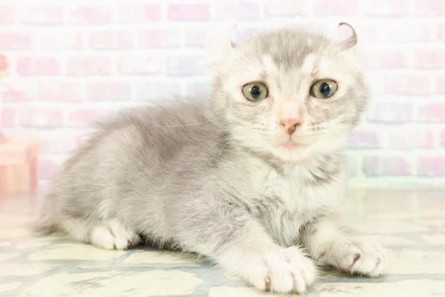 神奈川県のアメリカンカール (Coo&RIKU横浜港南台店/2025年11月3日生まれ/女の子/ブルータビーホワイト)の子猫の3枚目の画像