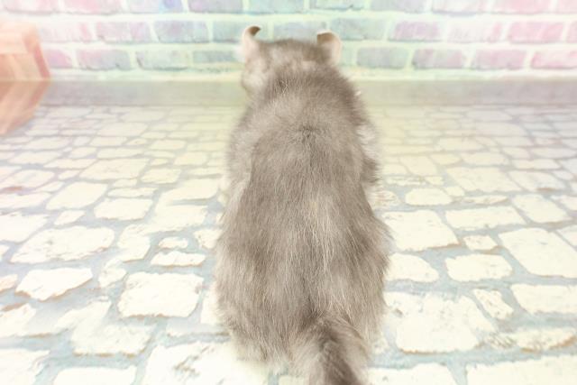 神奈川県のアメリカンカール (Coo&RIKU横浜港南台店/2025年11月3日生まれ/女の子/ブルータビーホワイト)の子猫の4枚目の画像