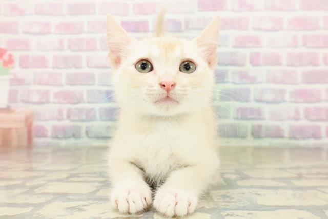 神奈川県のアメリカンカール (Coo&RIKU秦野店/2025年11月3日生まれ/男の子/クリームホワイト)の子猫の1枚目の画像