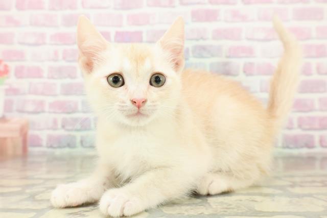 神奈川県のアメリカンカール (Coo&RIKU秦野店/2025年11月3日生まれ/男の子/クリームホワイト)の子猫の2枚目の画像