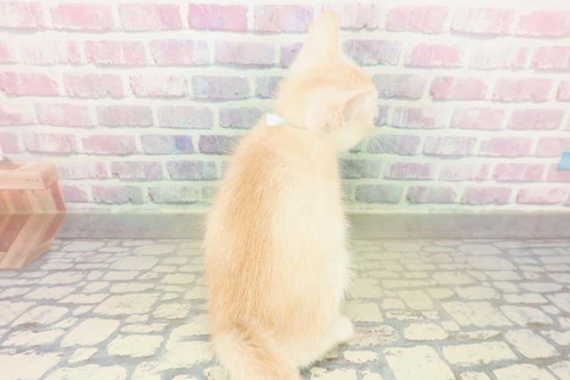 神奈川県のアメリカンカール (Coo&RIKU秦野店/2025年11月3日生まれ/男の子/クリームホワイト)の子猫の4枚目の画像