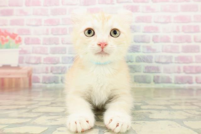 神奈川県のアメリカンカール (Coo&RIKU横須賀店/2025年11月3日生まれ/男の子/クリームホワイト)の子猫の1枚目の画像