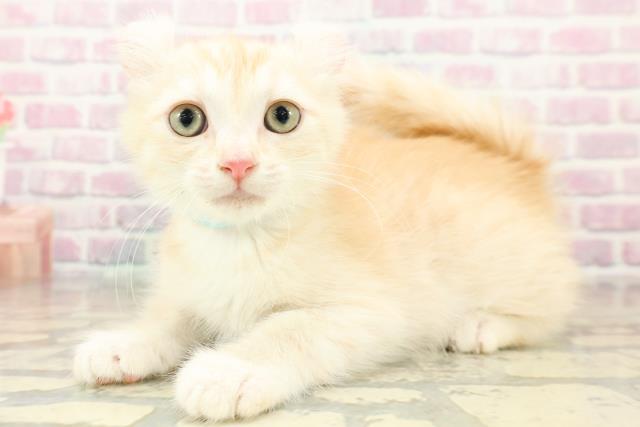 神奈川県のアメリカンカール (Coo&RIKU横須賀店/2025年11月3日生まれ/男の子/クリームホワイト)の子猫の2枚目の画像