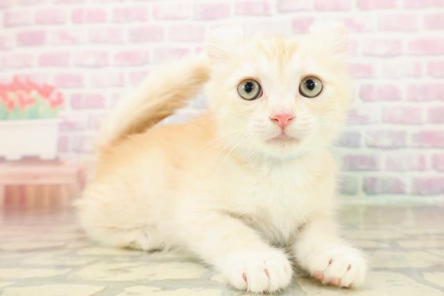 神奈川県のアメリカンカール (Coo&RIKU横須賀店/2025年11月3日生まれ/男の子/クリームホワイト)の子猫の3枚目の画像