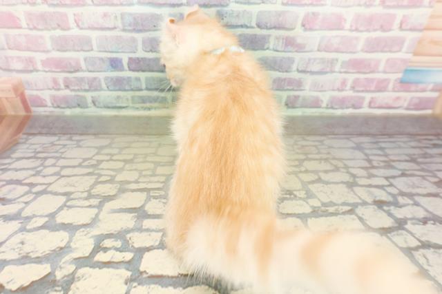 神奈川県のアメリカンカール (Coo&RIKU横須賀店/2025年11月3日生まれ/男の子/クリームホワイト)の子猫の4枚目の画像