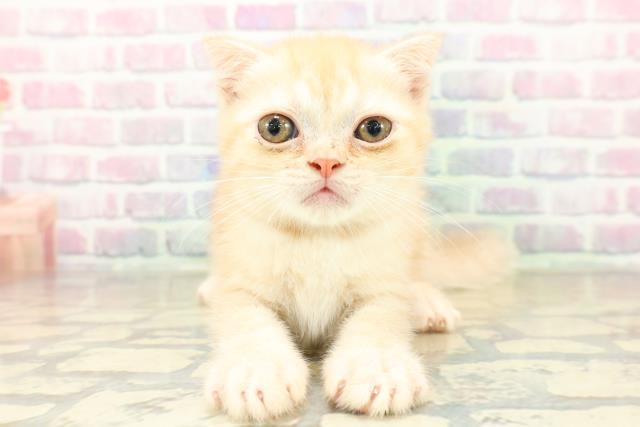 栃木県のフォールデックス (Coo&RIKU足利店/2025年11月6日生まれ/男の子/レッドタビー)の子猫の1枚目の画像