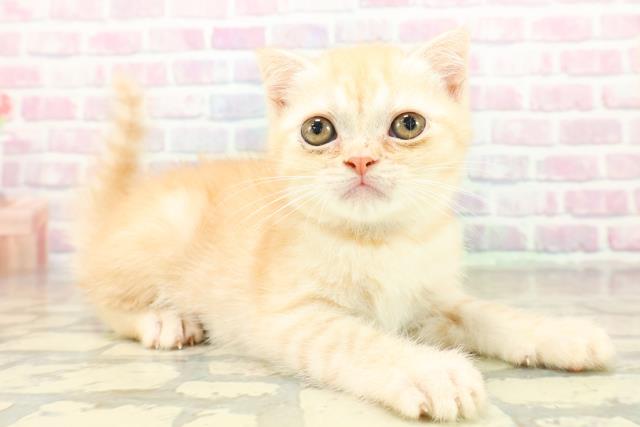 栃木県のフォールデックス (Coo&RIKU足利店/2025年11月6日生まれ/男の子/レッドタビー)の子猫の3枚目の画像