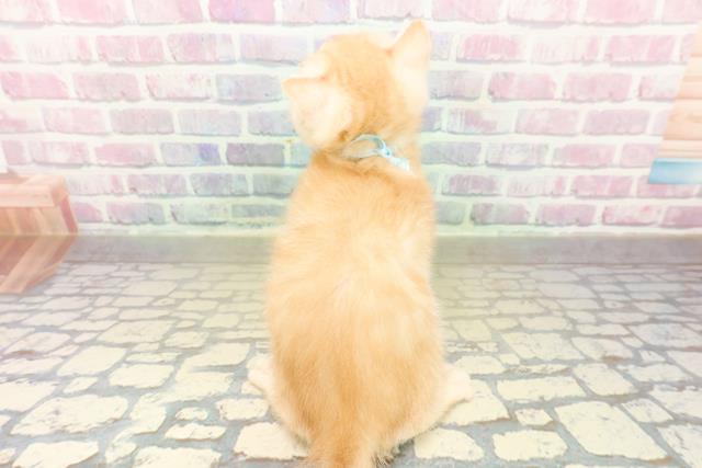 栃木県のフォールデックス (Coo&RIKU足利店/2025年11月6日生まれ/男の子/レッドタビー)の子猫の4枚目の画像