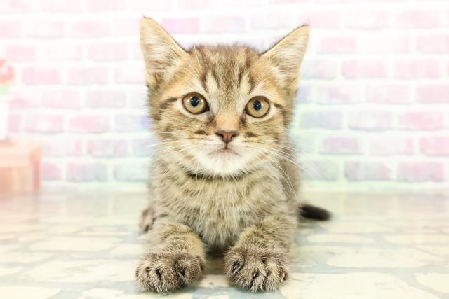 栃木県のフォールデックス (Coo&RIKU宇都宮店/2025年11月6日生まれ/男の子/ブラウンタビー)の子猫の1枚目の画像