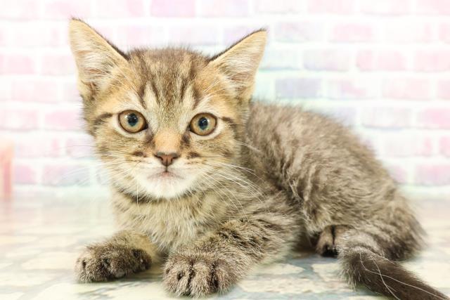 栃木県のフォールデックス (Coo&RIKU宇都宮店/2025年11月6日生まれ/男の子/ブラウンタビー)の子猫の2枚目の画像