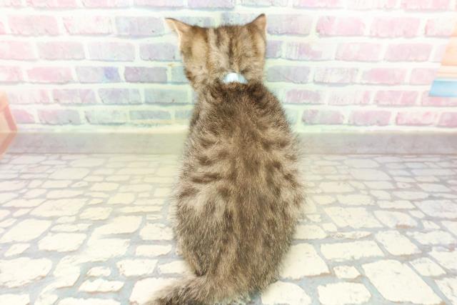 栃木県のフォールデックス (Coo&RIKU宇都宮店/2025年11月6日生まれ/男の子/ブラウンタビー)の子猫の4枚目の画像