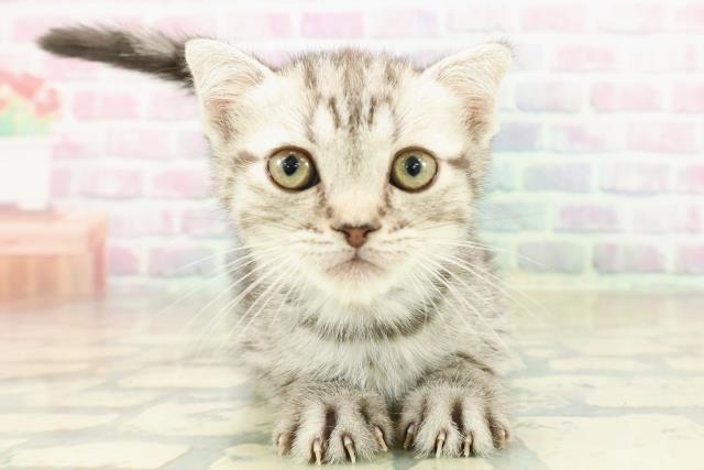 栃木県のフォールデックス (Coo&RIKUFKDインターパーク店/2025年11月6日生まれ/男の子/シルバータビー)の子猫の1枚目の画像