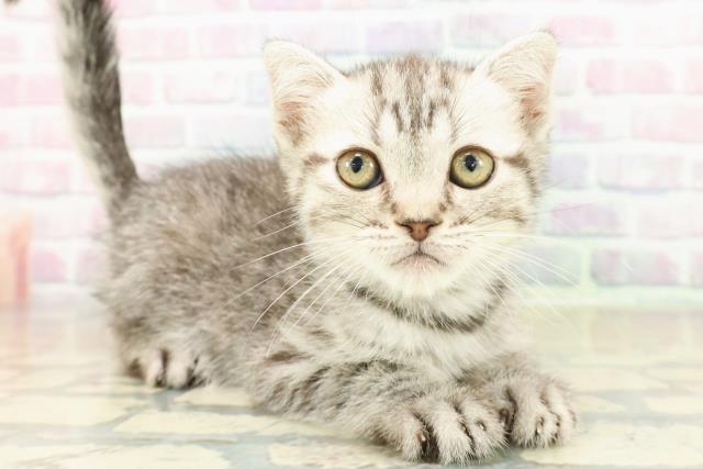 栃木県のフォールデックス (Coo&RIKUFKDインターパーク店/2025年11月6日生まれ/男の子/シルバータビー)の子猫の3枚目の画像