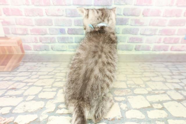 栃木県のフォールデックス (Coo&RIKUFKDインターパーク店/2025年11月6日生まれ/男の子/シルバータビー)の子猫の4枚目の画像