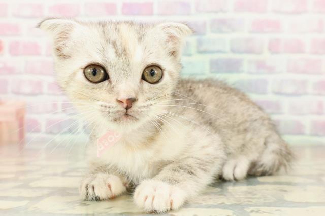 神奈川県のフォールデックス (Coo&RIKU横浜港南台店/2025年11月6日生まれ/女の子/シルバーパッチドタビー)の子猫の2枚目の画像