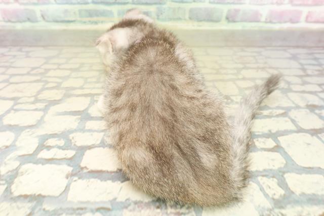 神奈川県のフォールデックス (Coo&RIKU横浜港南台店/2025年11月6日生まれ/女の子/シルバーパッチドタビー)の子猫の4枚目の画像