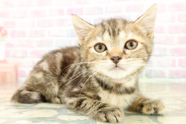 神奈川県のフォールデックス (Coo&RIKU横須賀店/2025年11月6日生まれ/女の子/ブラウンパッチドタビー)の子猫の3枚目の画像