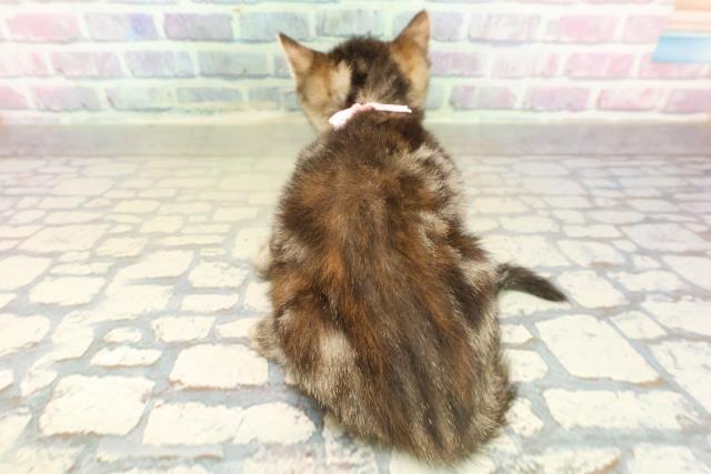 神奈川県のフォールデックス (Coo&RIKU横須賀店/2025年11月6日生まれ/女の子/ブラウンパッチドタビー)の子猫の4枚目の画像