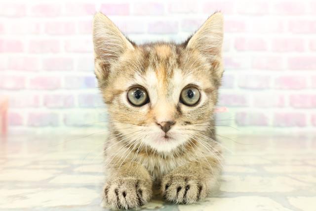 神奈川県のフォールデックス (Coo&RIKU江の島店/2025年11月6日生まれ/女の子/ブラウンパッチドタビー)の子猫の1枚目の画像