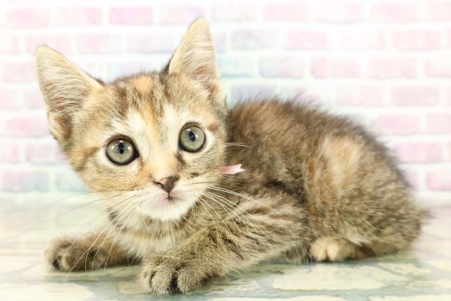 神奈川県のフォールデックス (Coo&RIKU江の島店/2025年11月6日生まれ/女の子/ブラウンパッチドタビー)の子猫の2枚目の画像