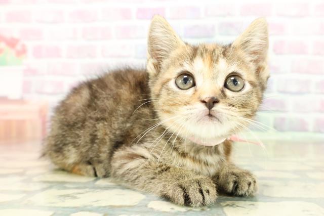 神奈川県のフォールデックス (Coo&RIKU江の島店/2025年11月6日生まれ/女の子/ブラウンパッチドタビー)の子猫の3枚目の画像