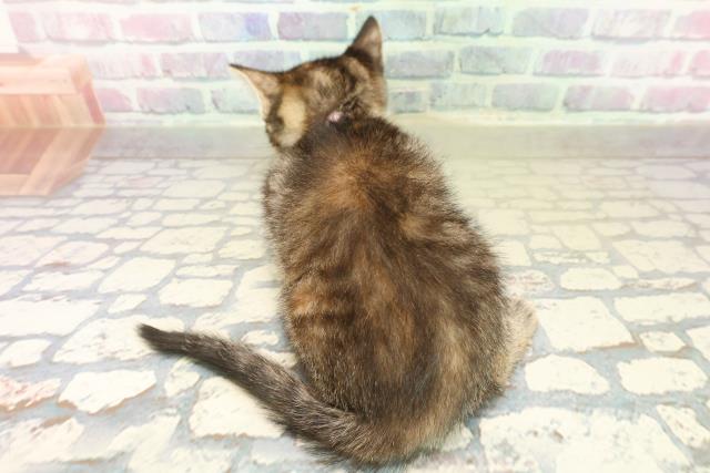 神奈川県のフォールデックス (Coo&RIKU江の島店/2025年11月6日生まれ/女の子/ブラウンパッチドタビー)の子猫の4枚目の画像