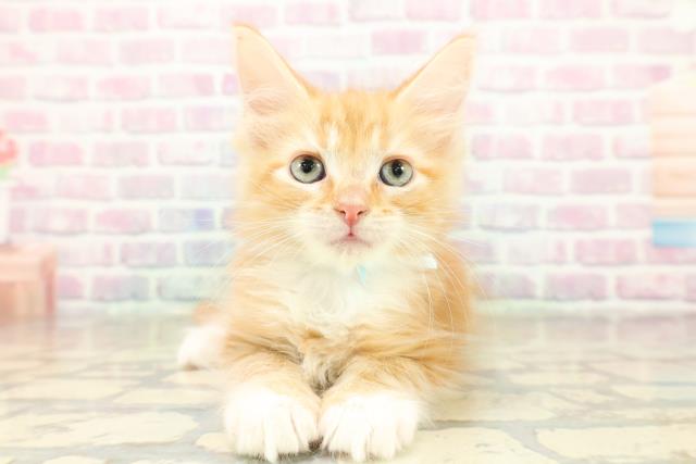 茨城県のメインクーン (Coo&RIKU牛久店/2025年11月7日生まれ/男の子/レッドタビーホワイト)の子猫の1枚目の画像