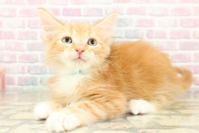 茨城県のメインクーン (Coo&RIKU牛久店/2025年11月7日生まれ/男の子/レッドタビーホワイト)の子猫の2枚目の画像