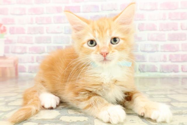 茨城県のメインクーン (Coo&RIKU牛久店/2025年11月7日生まれ/男の子/レッドタビーホワイト)の子猫の3枚目の画像