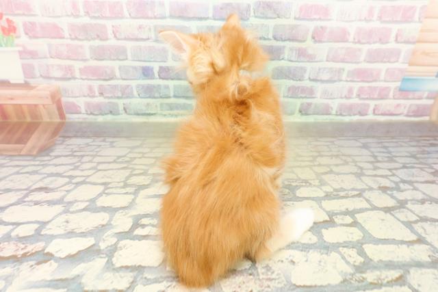 茨城県のメインクーン (Coo&RIKU牛久店/2025年11月7日生まれ/男の子/レッドタビーホワイト)の子猫の4枚目の画像