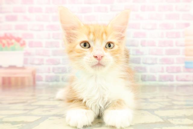 茨城県のメインクーン (Coo&RIKU筑西店/2025年11月7日生まれ/男の子/レッドタビーホワイト)の子猫の1枚目の画像