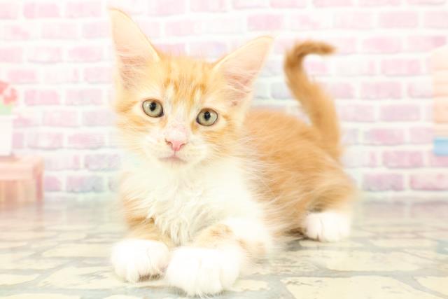 茨城県のメインクーン (Coo&RIKU筑西店/2025年11月7日生まれ/男の子/レッドタビーホワイト)の子猫の2枚目の画像