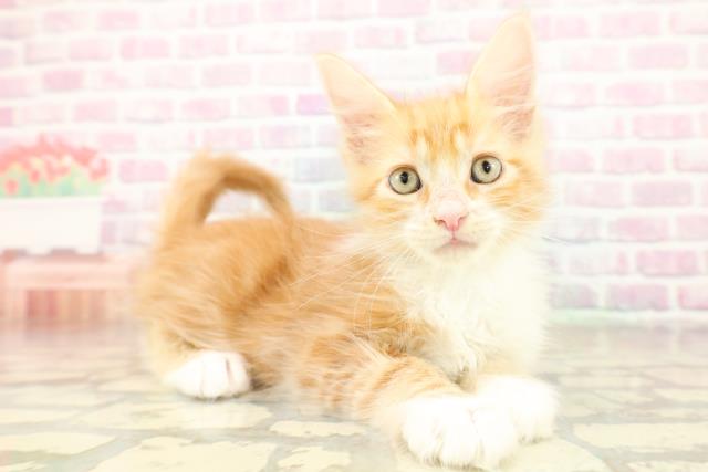 茨城県のメインクーン (Coo&RIKU筑西店/2025年11月7日生まれ/男の子/レッドタビーホワイト)の子猫の3枚目の画像