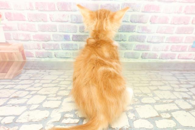 茨城県のメインクーン (Coo&RIKU筑西店/2025年11月7日生まれ/男の子/レッドタビーホワイト)の子猫の4枚目の画像