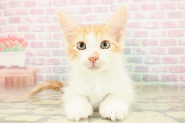 神奈川県のメインクーン (Coo&RIKU横浜港南台店/2025年11月7日生まれ/男の子/レッドタビーホワイト)の子猫の1枚目の画像