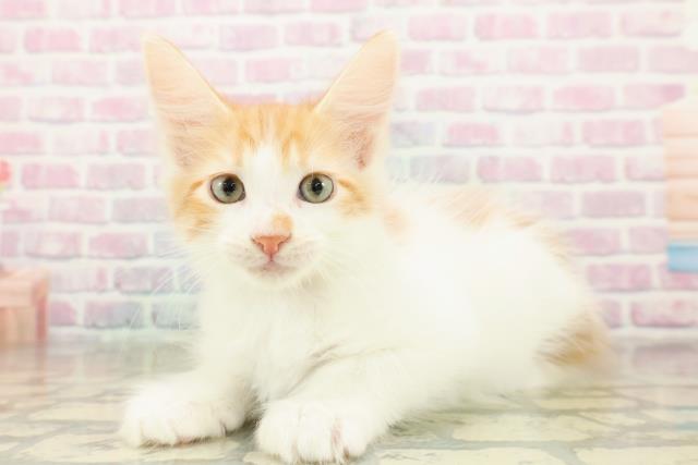 神奈川県のメインクーン (Coo&RIKU横浜港南台店/2025年11月7日生まれ/男の子/レッドタビーホワイト)の子猫の2枚目の画像