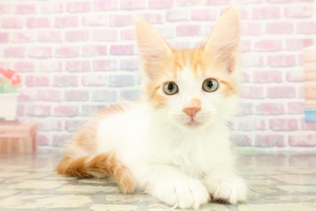 神奈川県のメインクーン (Coo&RIKU横浜港南台店/2025年11月7日生まれ/男の子/レッドタビーホワイト)の子猫の3枚目の画像