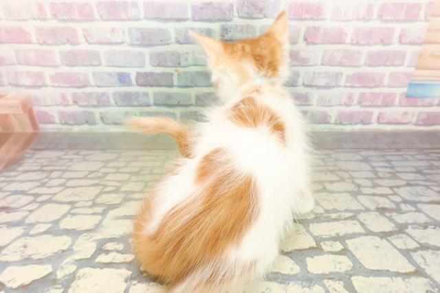 神奈川県のメインクーン (Coo&RIKU横浜港南台店/2025年11月7日生まれ/男の子/レッドタビーホワイト)の子猫の4枚目の画像