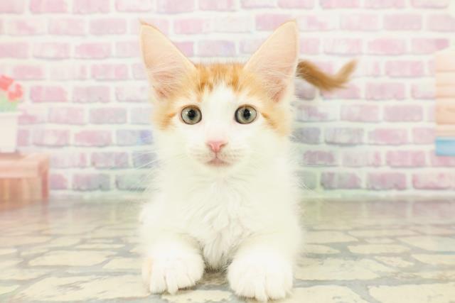 神奈川県のメインクーン (Coo&RIKU横須賀店/2025年11月7日生まれ/男の子/レッドタビーホワイト)の子猫の1枚目の画像