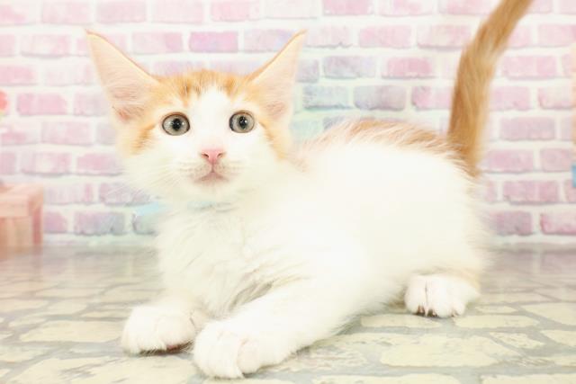 神奈川県のメインクーン (Coo&RIKU横須賀店/2025年11月7日生まれ/男の子/レッドタビーホワイト)の子猫の2枚目の画像