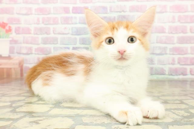 神奈川県のメインクーン (Coo&RIKU横須賀店/2025年11月7日生まれ/男の子/レッドタビーホワイト)の子猫の3枚目の画像