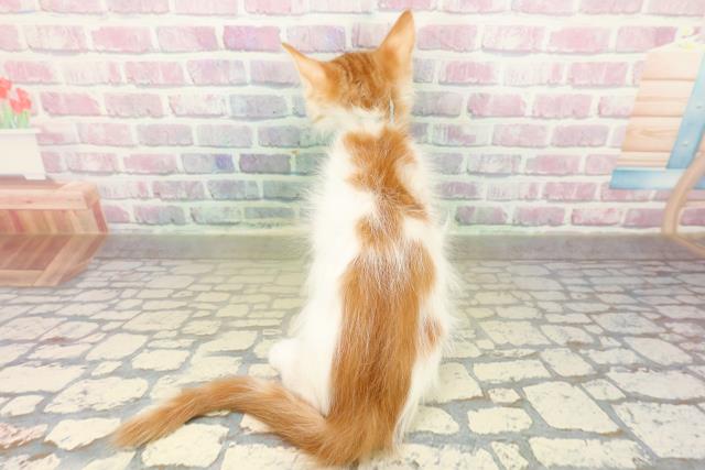 神奈川県のメインクーン (Coo&RIKU横須賀店/2025年11月7日生まれ/男の子/レッドタビーホワイト)の子猫の4枚目の画像