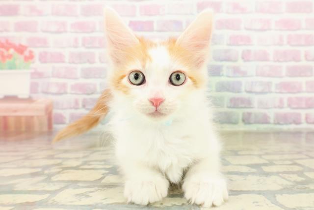 神奈川県のメインクーン (Coo&RIKU江の島店/2025年11月7日生まれ/男の子/レッドタビーホワイト)の子猫の1枚目の画像