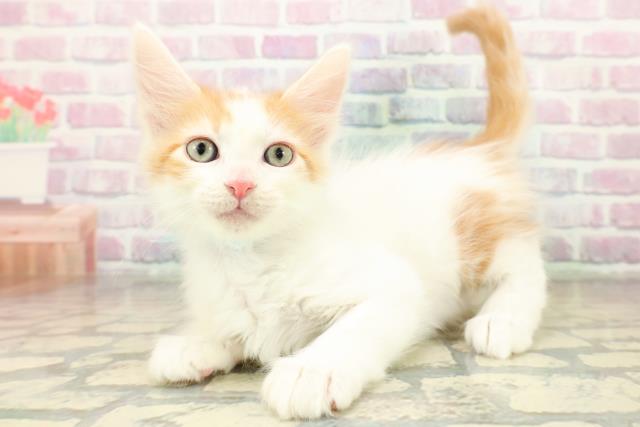 神奈川県のメインクーン (Coo&RIKU江の島店/2025年11月7日生まれ/男の子/レッドタビーホワイト)の子猫の2枚目の画像